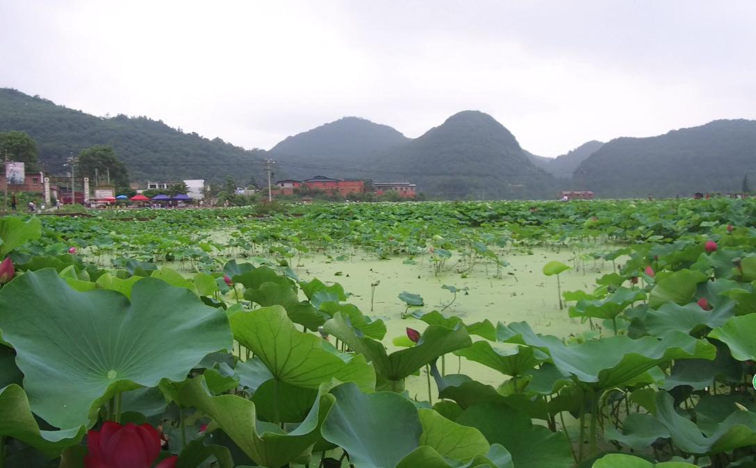 安顺十里荷廊风景区:自然与人文的绝美融合 安顺十里荷廊风景区位于