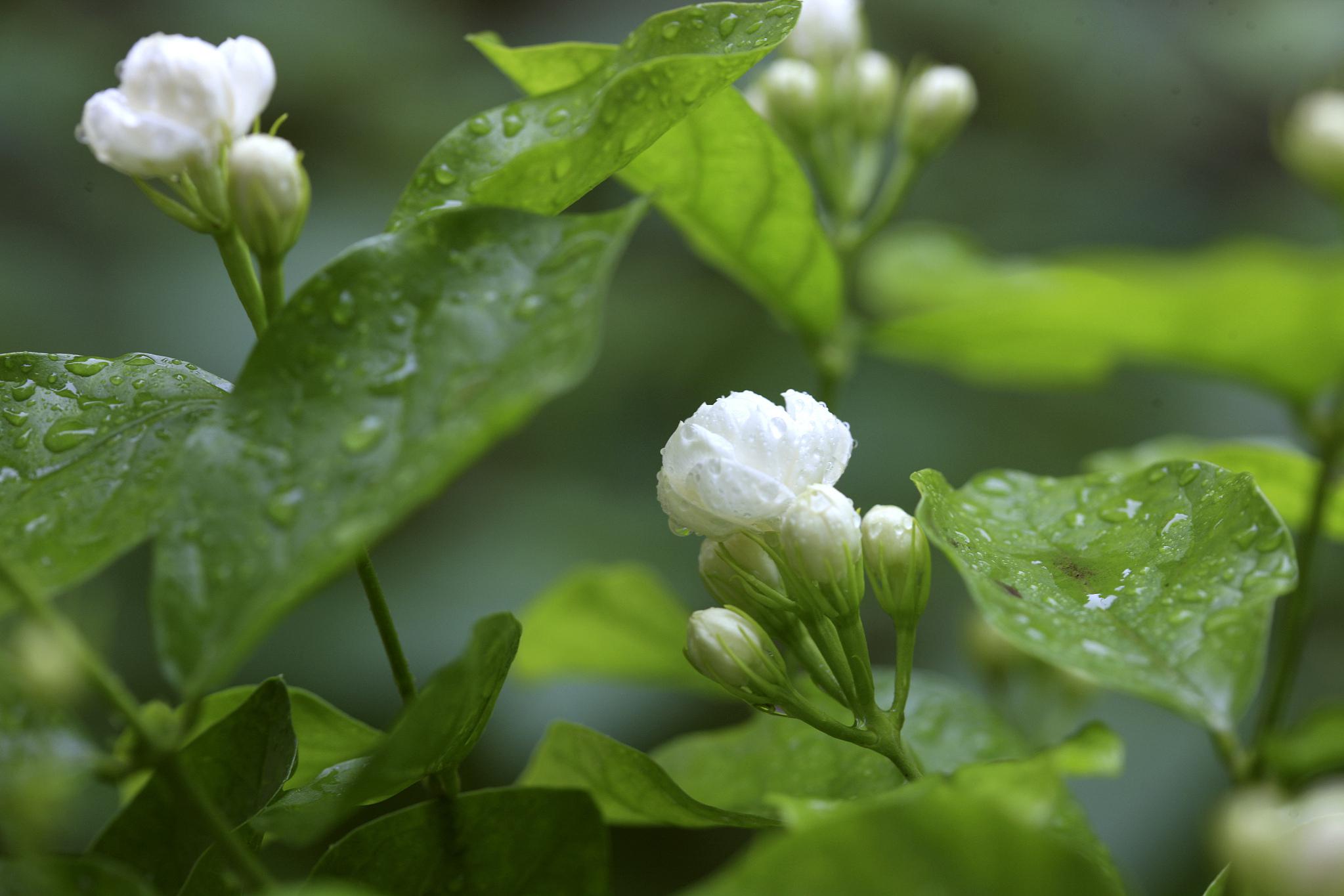 本文将为你介绍如何养护茉莉花,让它在最佳的环境中生长,展现它的美丽