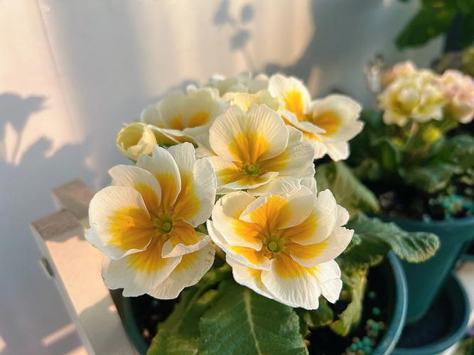 报春花:室内种植的理想选择 报春花是一种充满生机的花卉,其生长高度