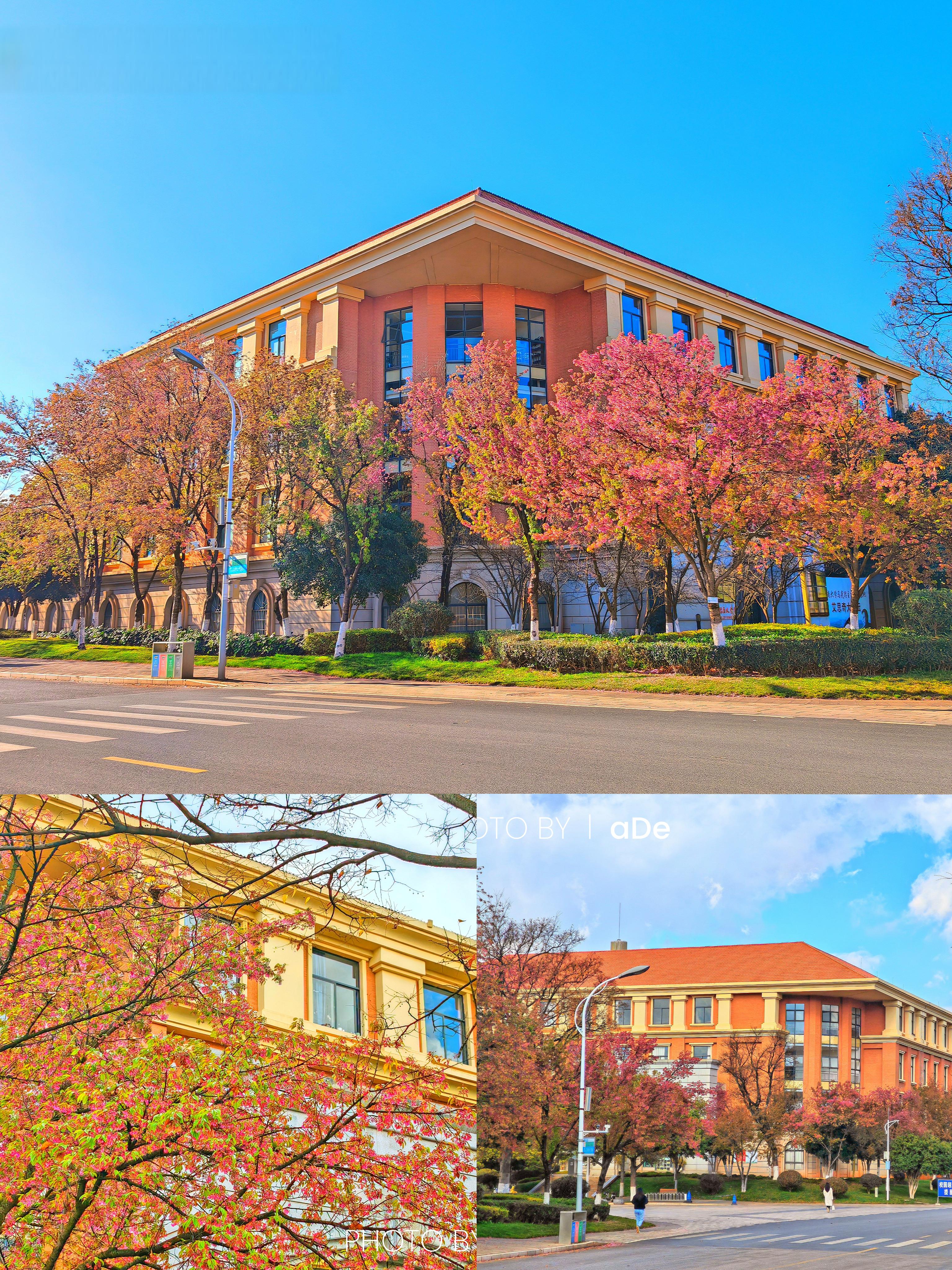 来云南大学呈贡校区,让我们带您走进这冬樱花盛开的美景中