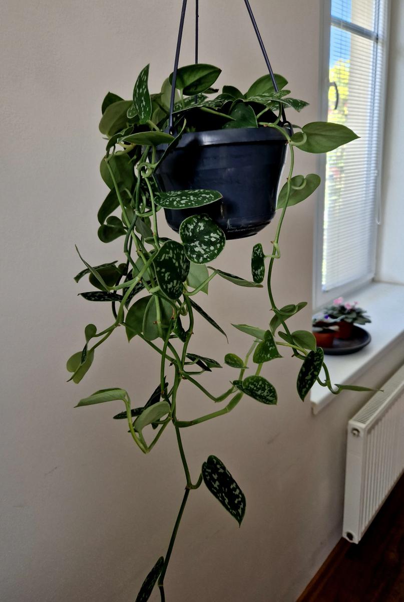 球兰是一种常见的观叶植物,其藤条生长迅速,需要良好的支撑结构和