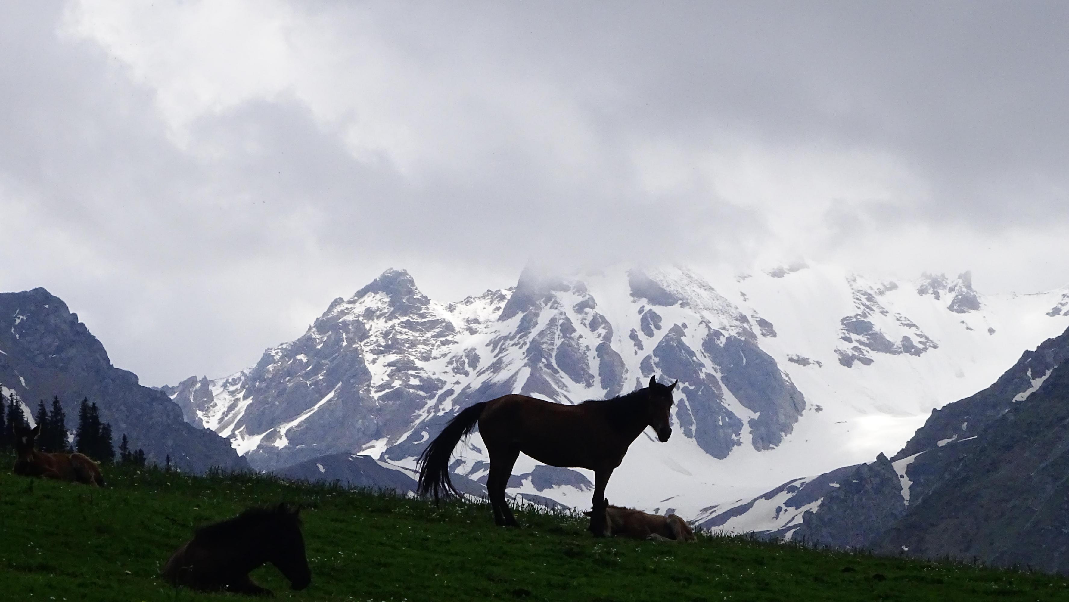 雪莲谷——那拉提山之巅的瑰宝 雪莲谷,那拉提山之巅的神秘仙境,是一