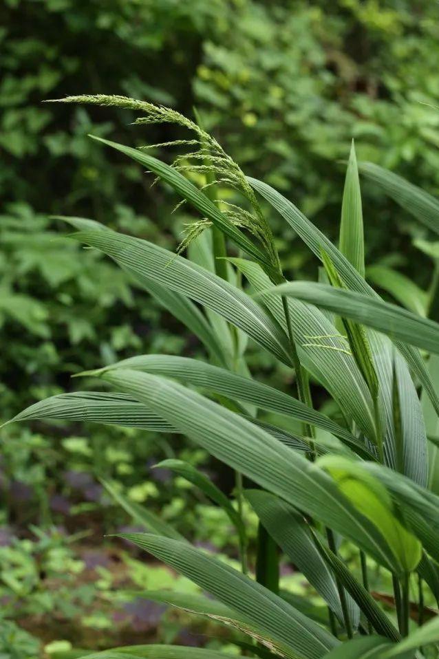 农村省钱植物"棕叶狗尾草" 棕叶狗尾草是一种禾本科狗尾草属多年生