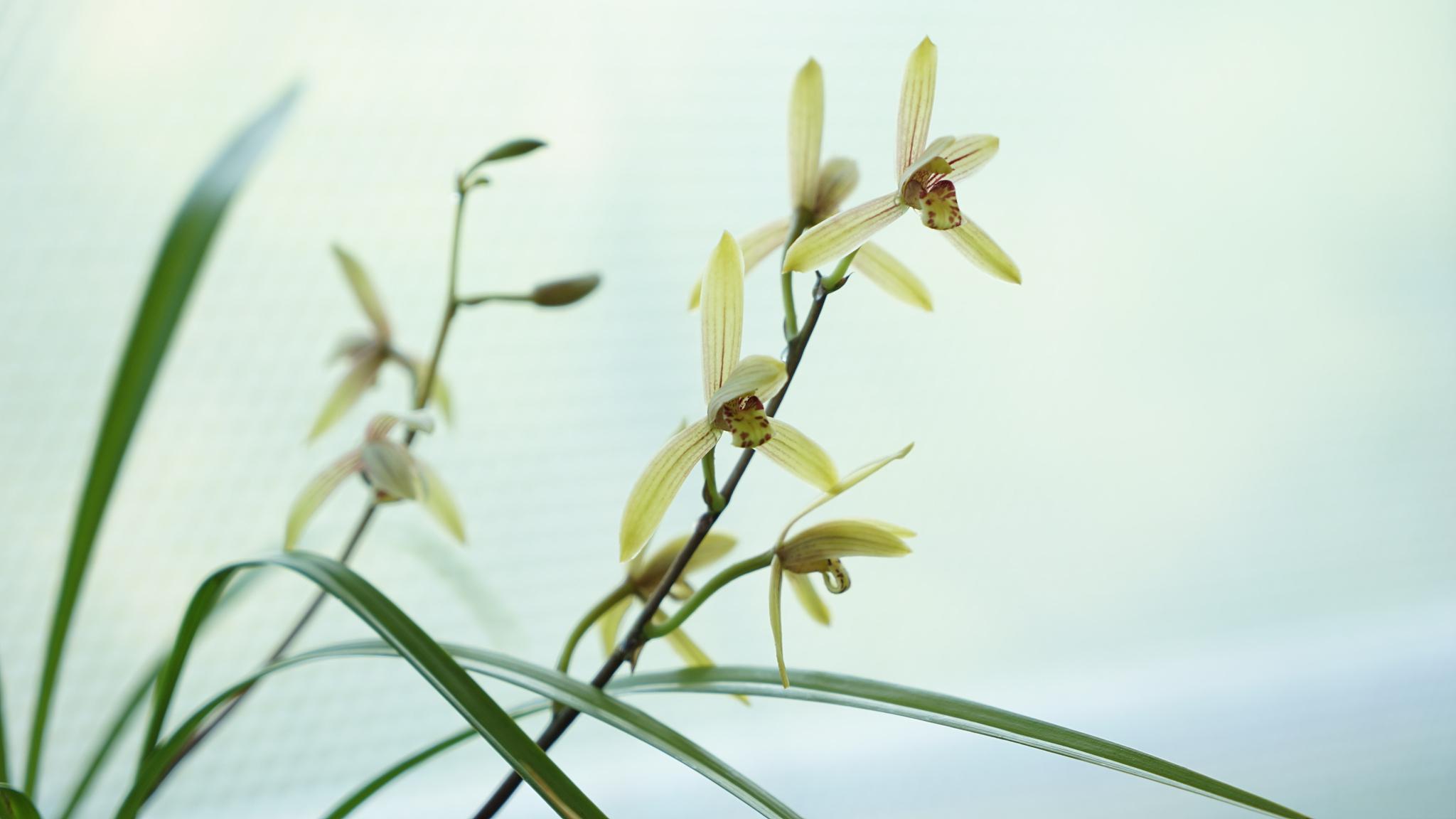 探索兰花的养护秘诀:白醋的神奇功效与注意事项 你是否曾为兰花的养护