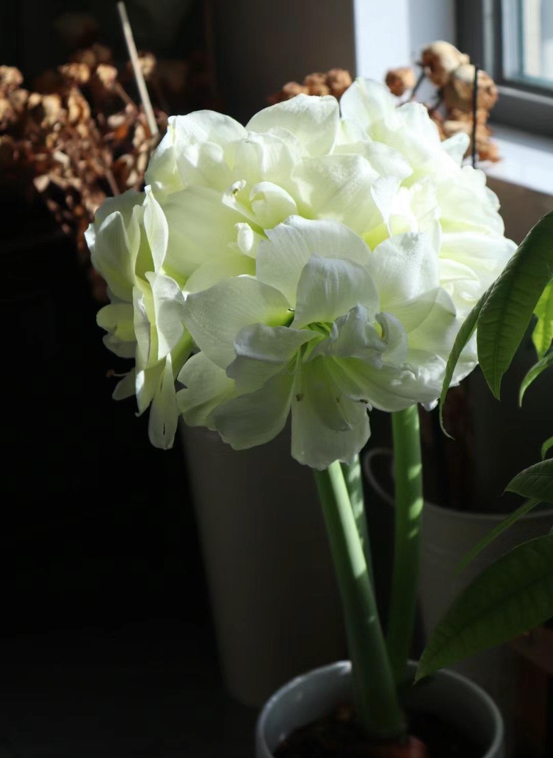 冬春养花必备:阿弗雷朱顶红 冬春季是养朱顶红的最佳时期.