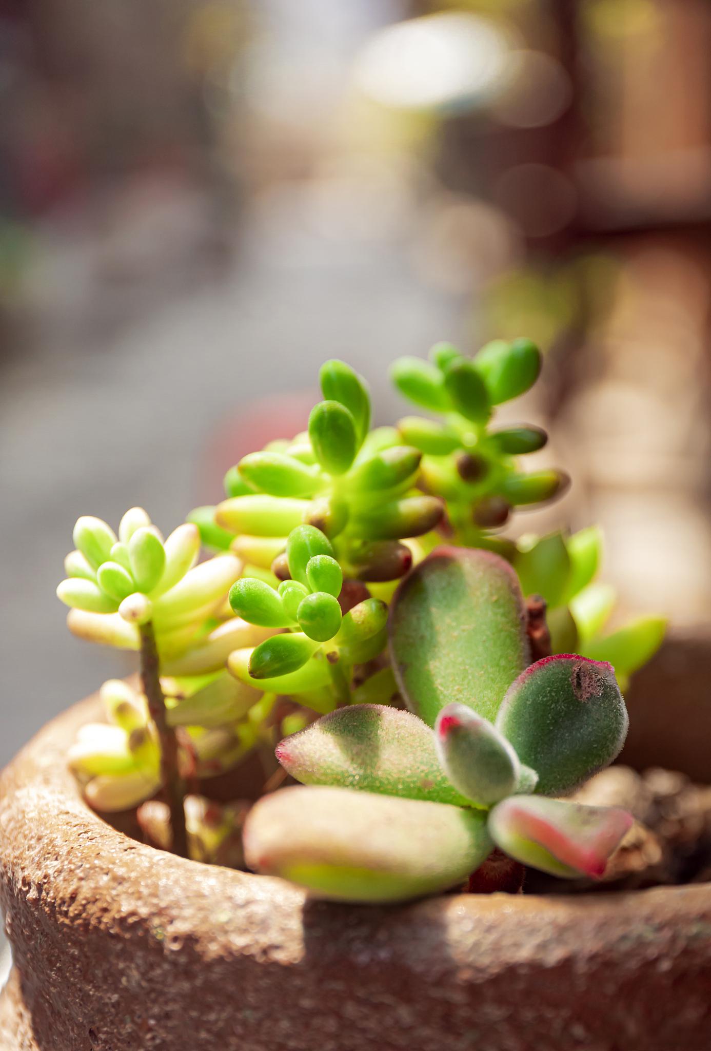 植物多肉的照片 生长图片