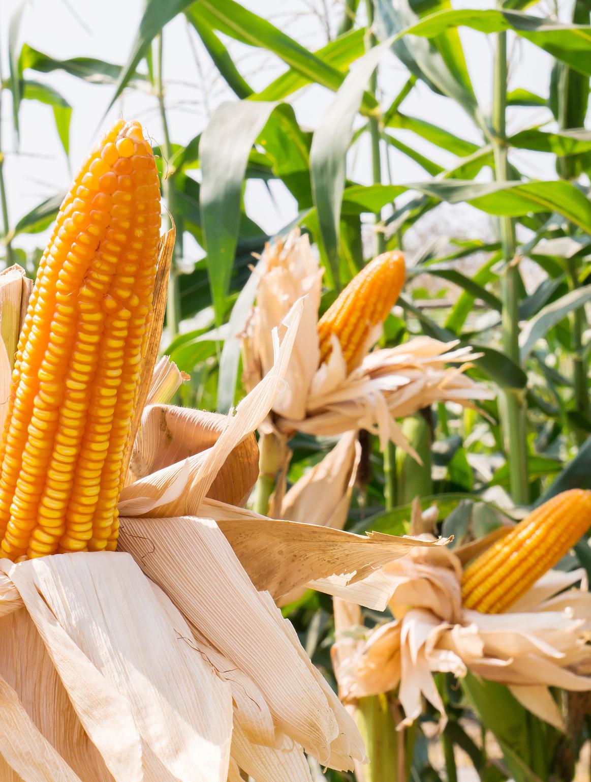 洞察玉米与甘薯加工项目的机遇与挑战 根据最新公告,一个规模庞大的