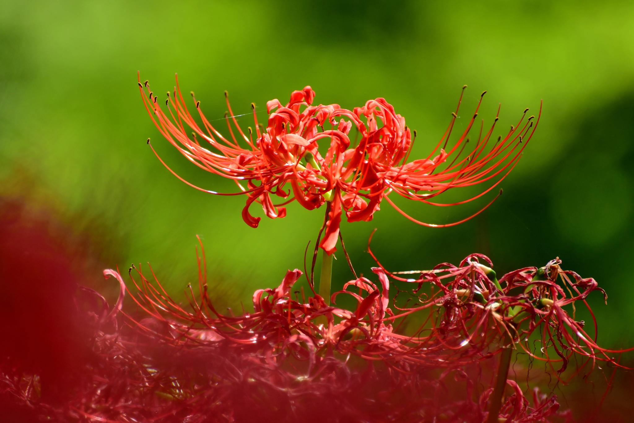 彼岸花种球:冬季的佼佼者 彼岸花,又称曼珠沙华,它的美丽与神秘源于