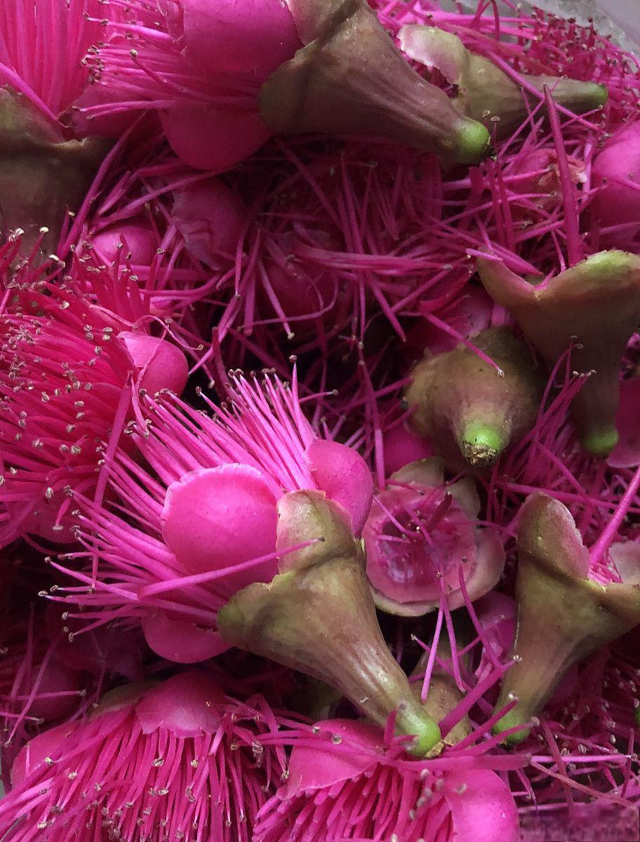 彼岸花种球:冬季的佼佼者 彼岸花,又称曼珠沙华,它的美丽与神秘源于