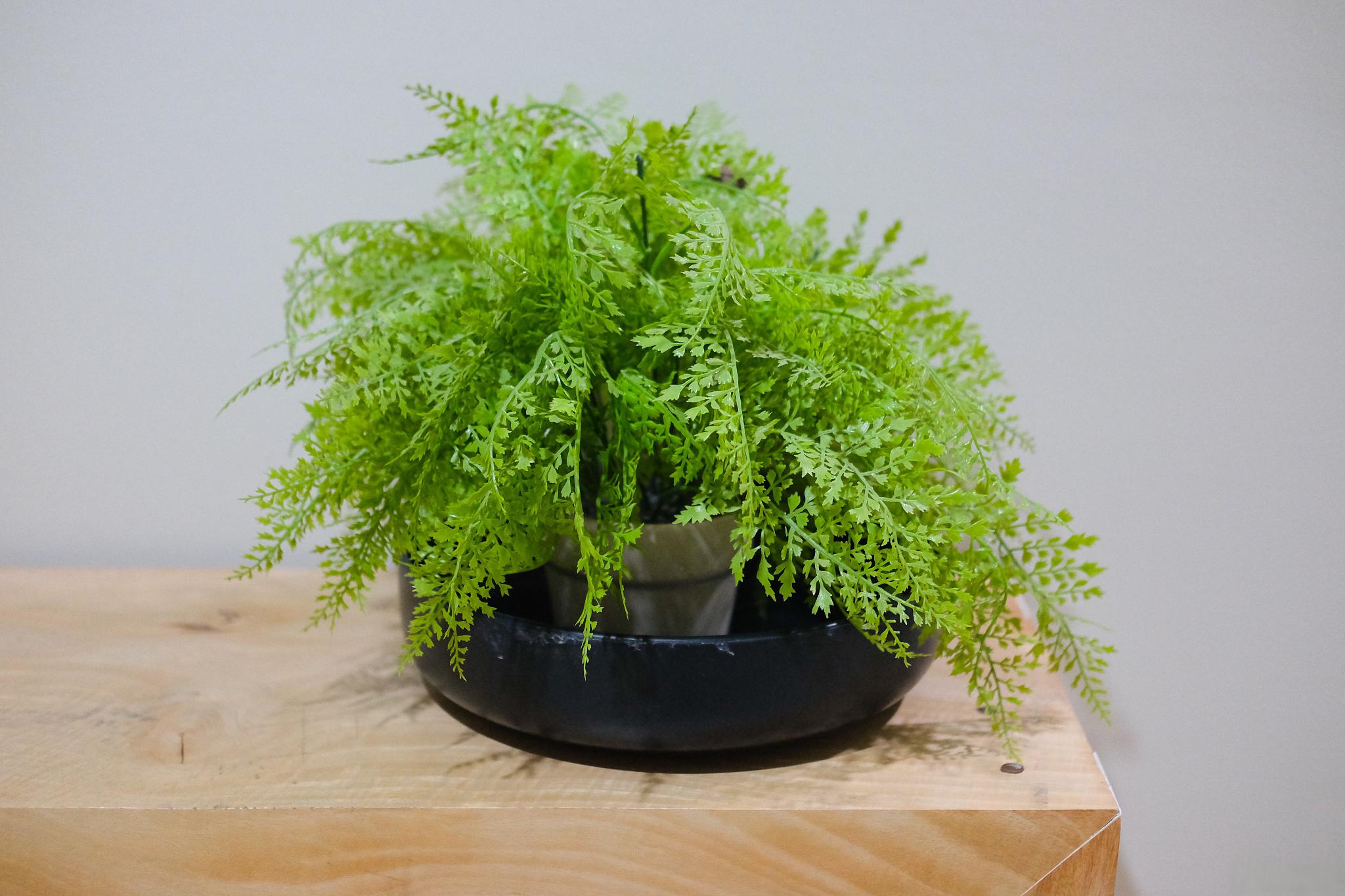 别担心,今天就为你推荐一些既好看又好养的植物!