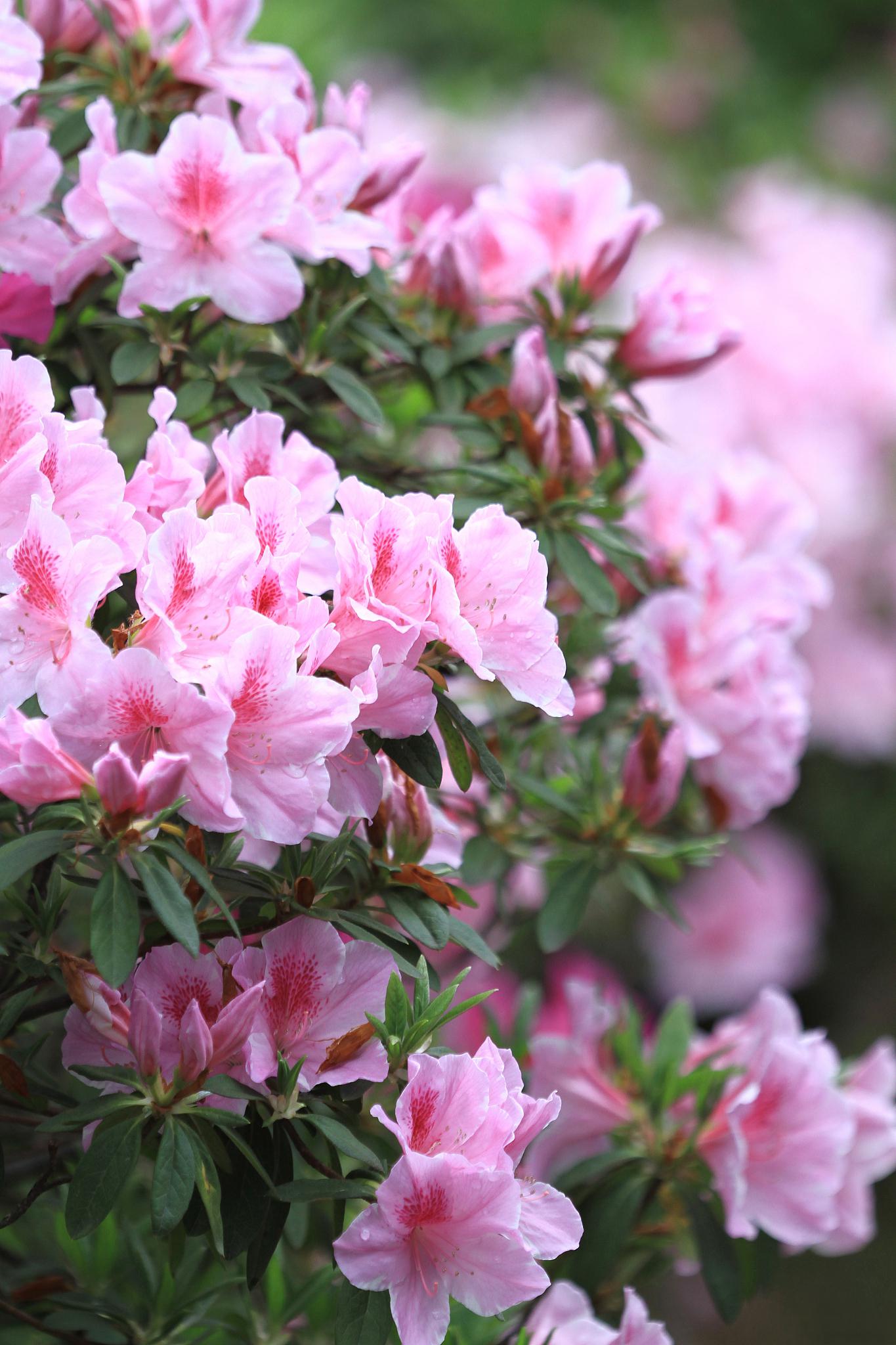 杜鹃花真实图片图片