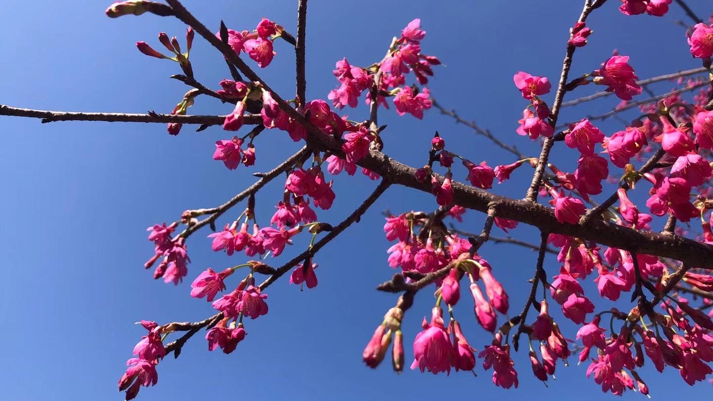 广东樱花:春节最美的风景线 春节即将来临,广东的樱花树也迎来了它们