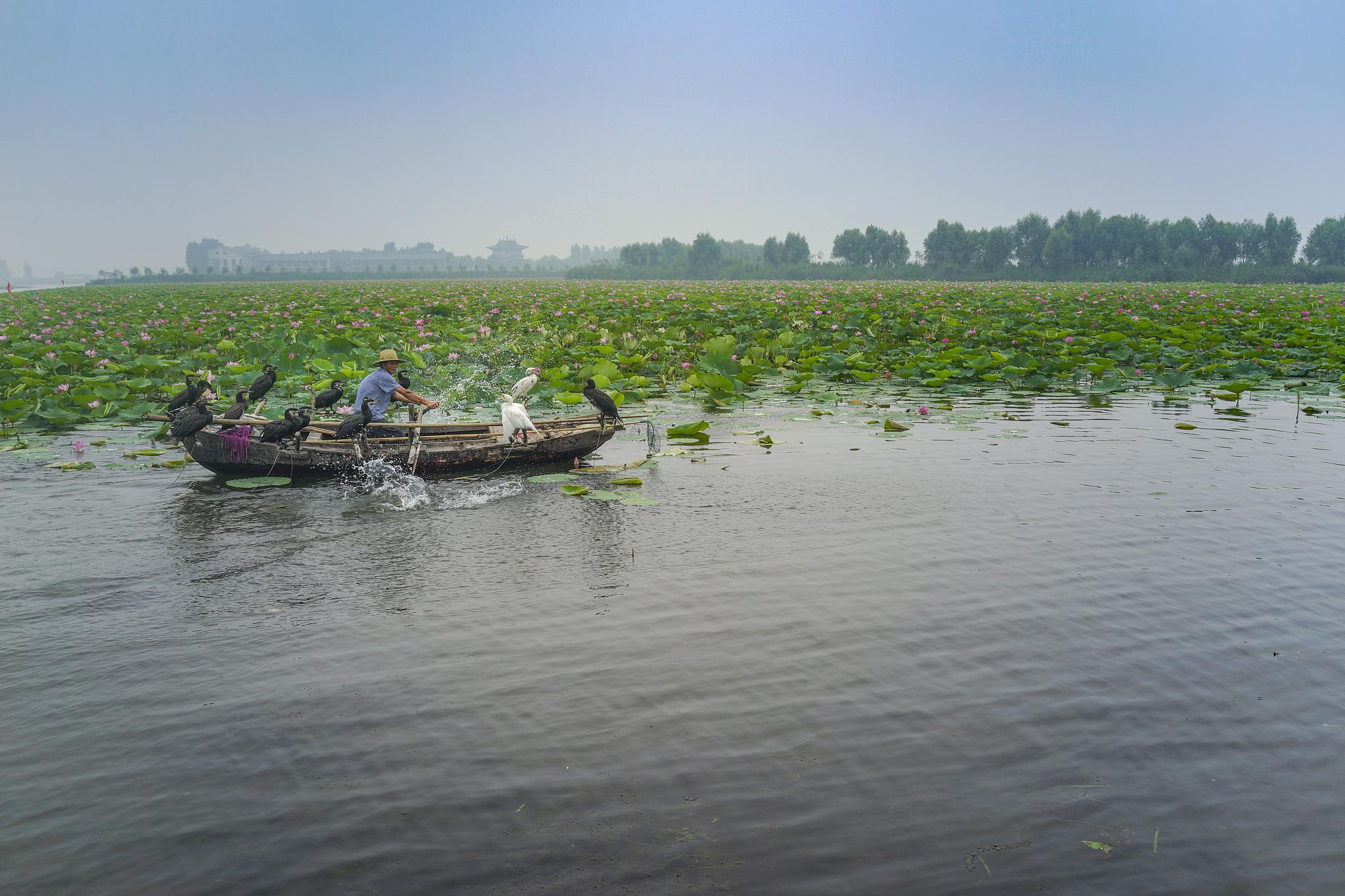 微山湖,中国北方最大的淡水湖之一,瑰丽多彩,堪称山东省南部的璀璨