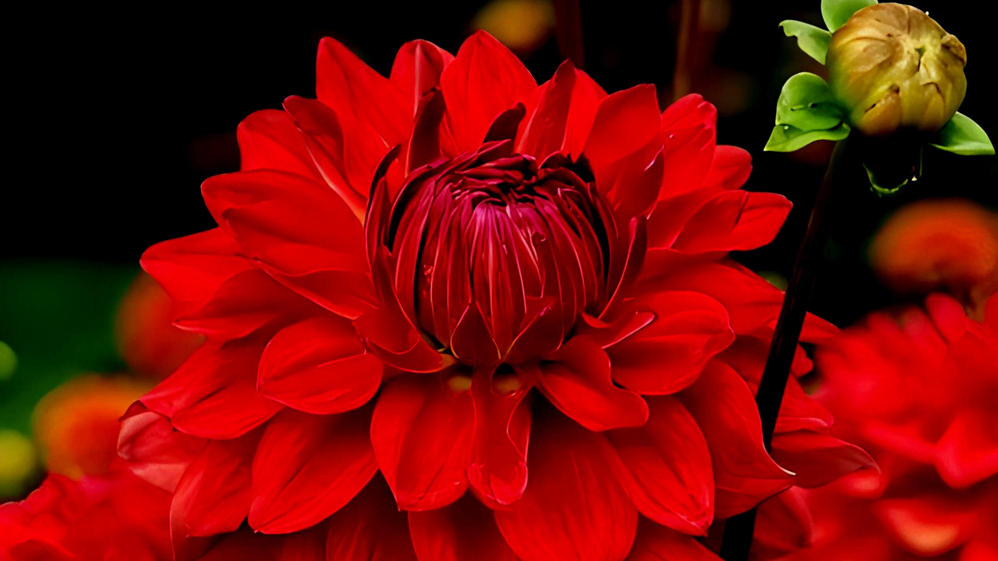 大丽花:花中西施 大丽花,又称丽春花,紫阳花,是一种美丽神奇的花卉