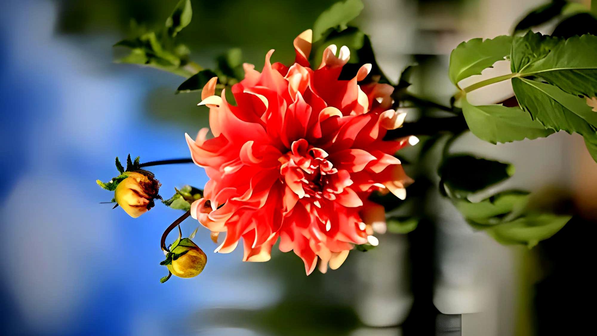 大丽花:花中西施 大丽花,又称丽春花,紫阳花,是一种美丽神奇的花卉