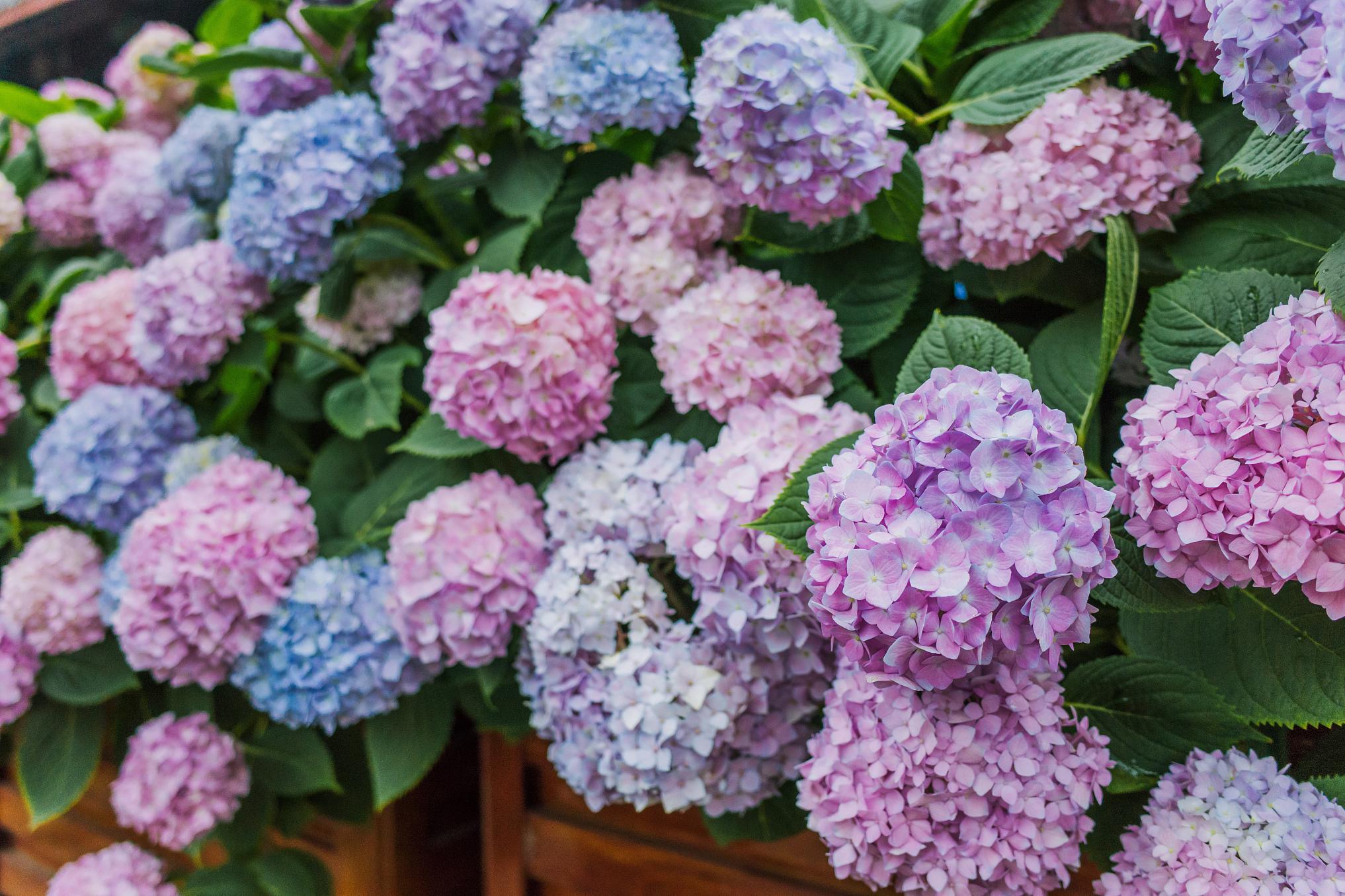 中华木绣球斗球:园艺爱好者的心仪之选 中华木绣球斗球以其独特的魅力