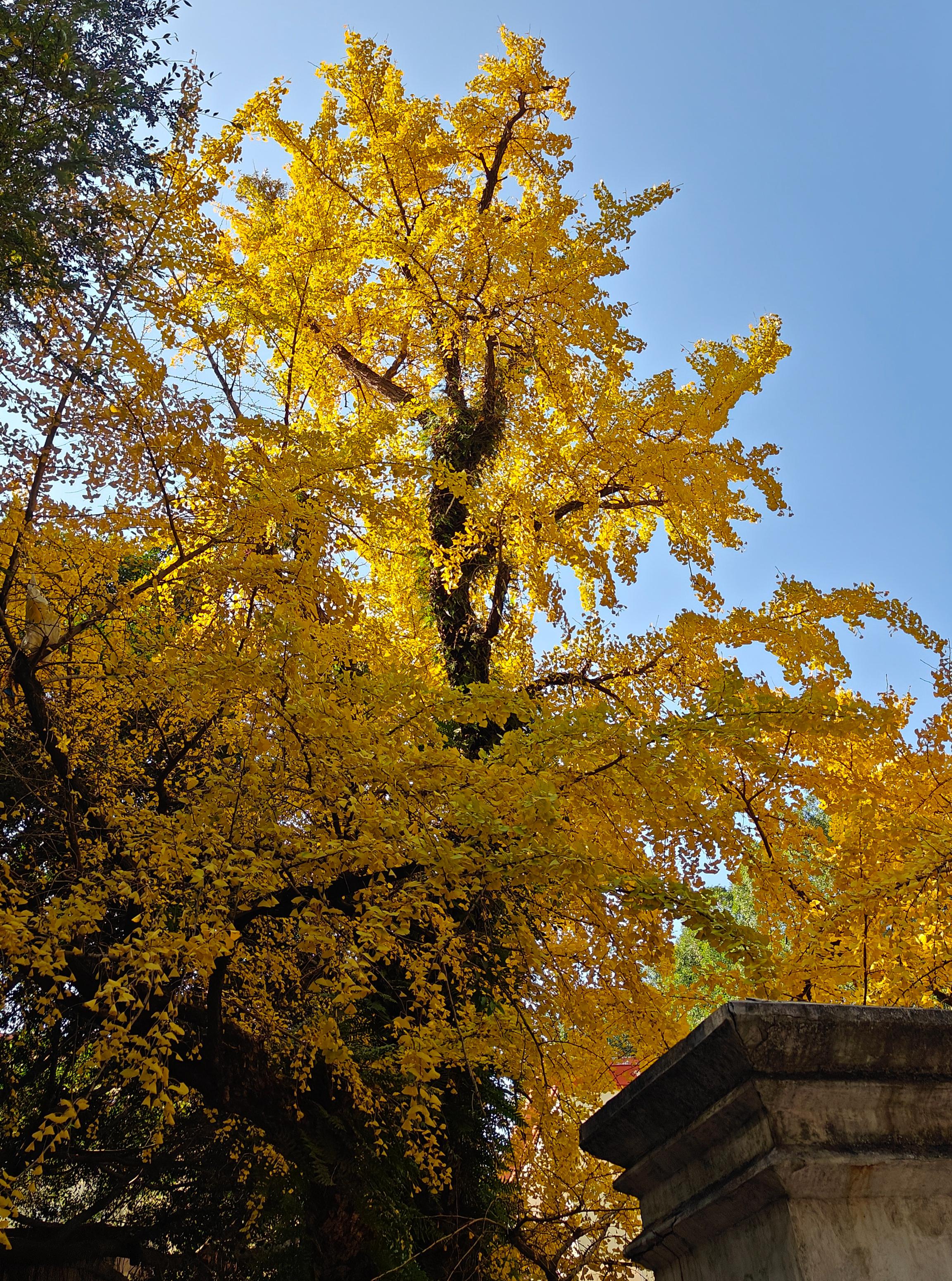 仓山烟台山公园图片