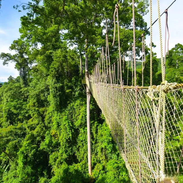 望天树景区:北纬21度的热带雨林瑰宝 望天树景区位于云南西双版纳勐腊