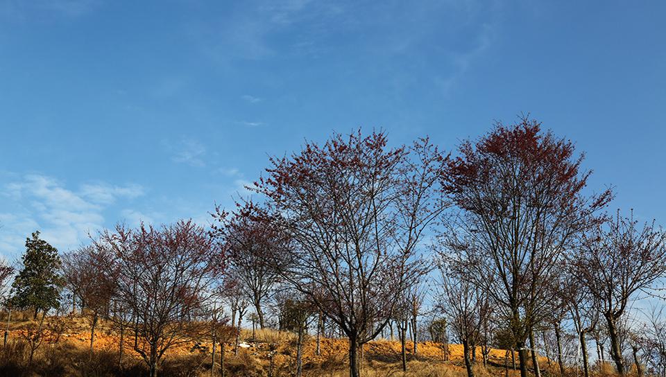 千亩樱花园:大自然的绝美之作 在占地近千亩的樱花园中漫步,仿佛置身