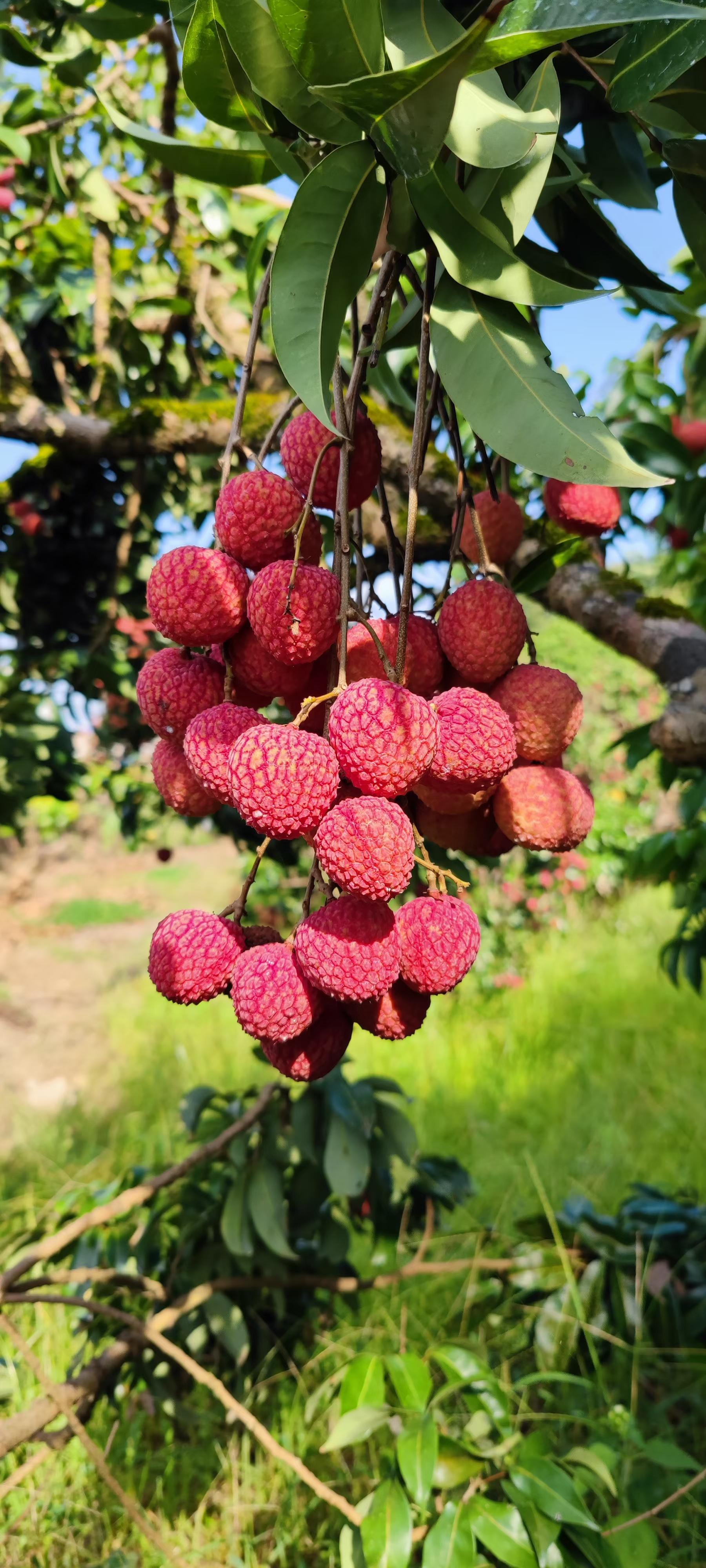 探寻中国荔枝之乡,桂平市麻垌镇欢迎您!