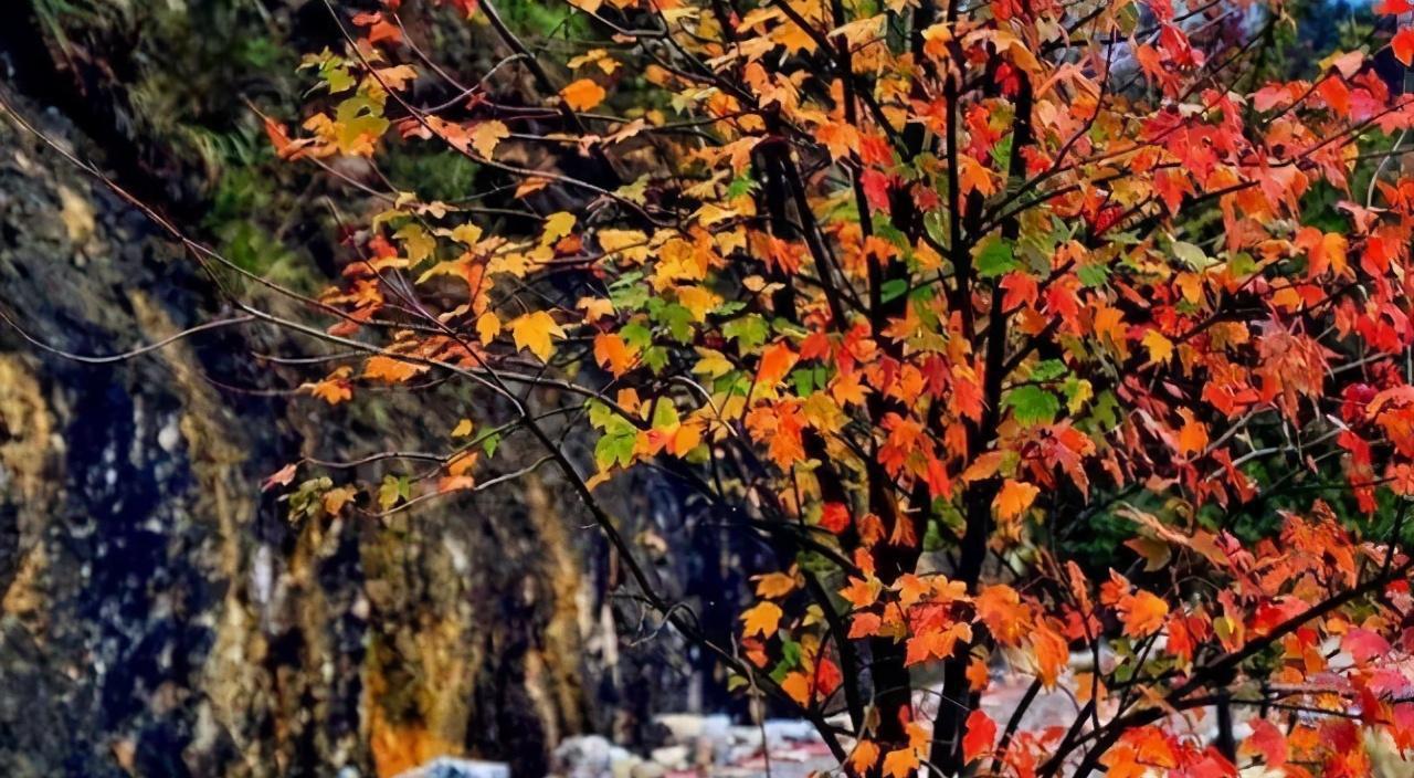 重庆巴南彩色森林:秋天赏秋的绝佳之地 重庆的巴南彩色森林,是秋天赏