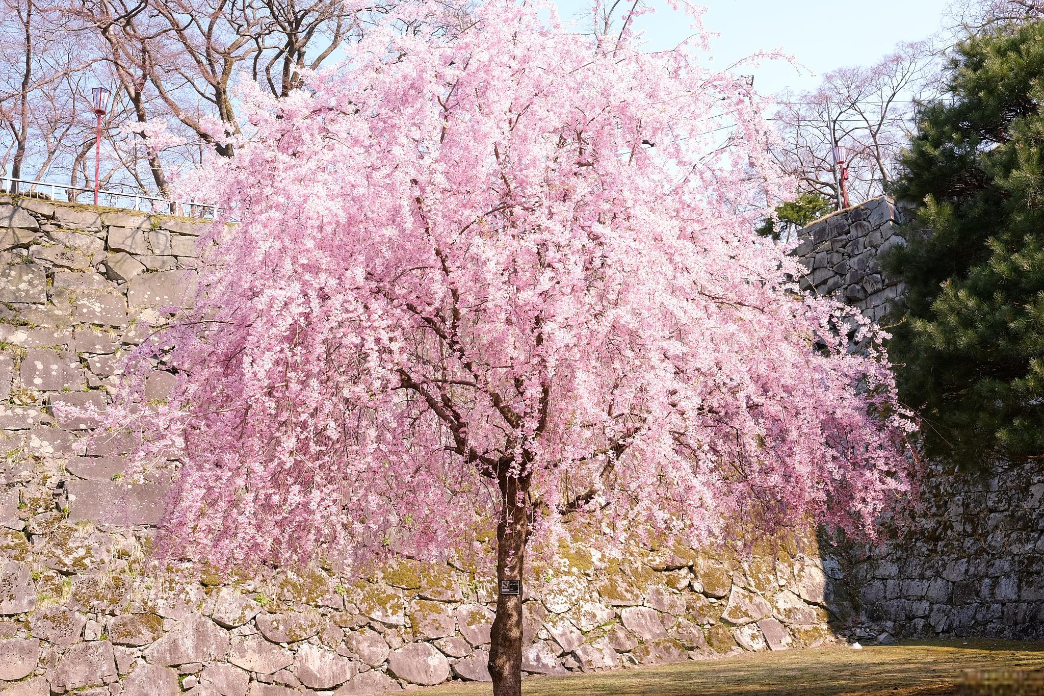 本文将为您介绍樱花树的养护秘籍,以及樱花树的文化与意义,帮助您更好