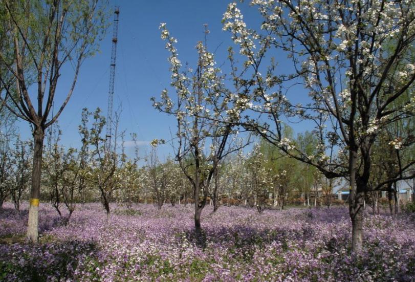 京城梨园:春日盛景等你来探 北京城中藏匿着一处闹中取静之地,那就是