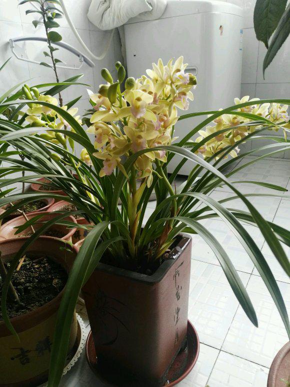 香妃兰花:养在阳台上的清香与优雅 兰花是中国历史上的璀璨明珠,深受