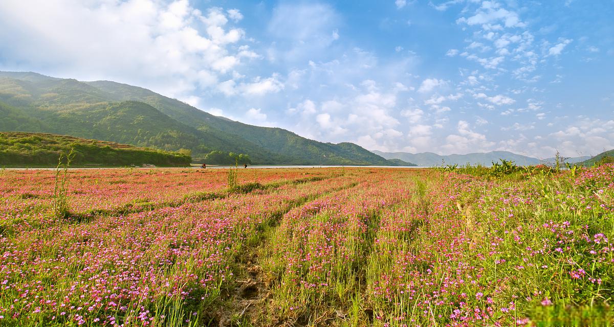 沁源花坡:美得令人惊叹的天然花园 沁源花坡位于山西省长治市沁源县