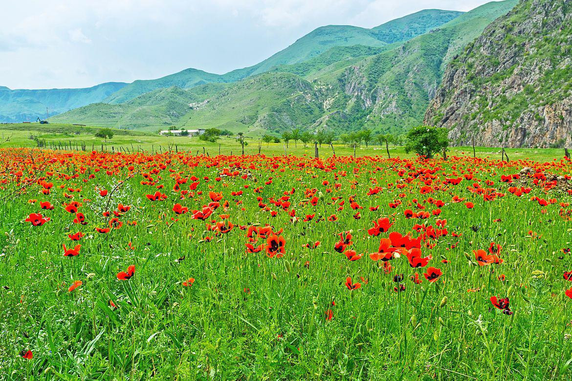 沁源花坡:美得令人惊叹的天然花园 沁源花坡位于山西省长治市沁源县