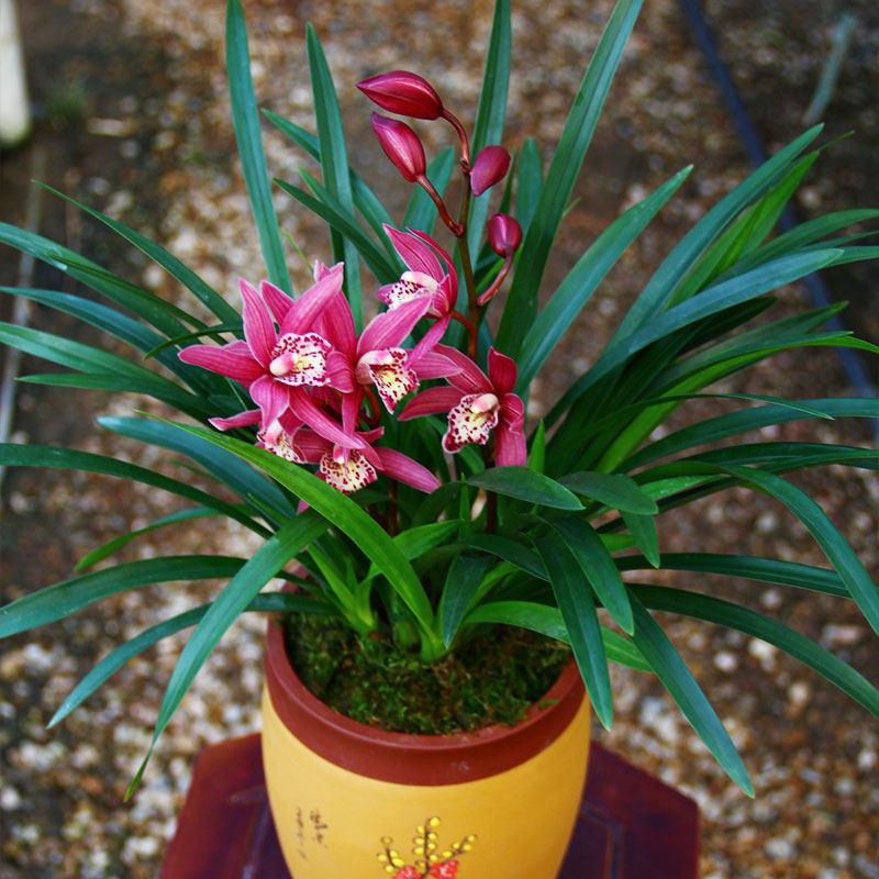 香妃兰:兰花中的"贵妃" 兰花是我国的传统花卉,拥有几千年的养植历史.