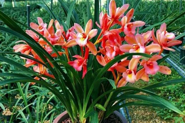 香妃兰:兰花中的"贵妃" 兰花是我国的传统花卉,拥有几千年的养植历史.