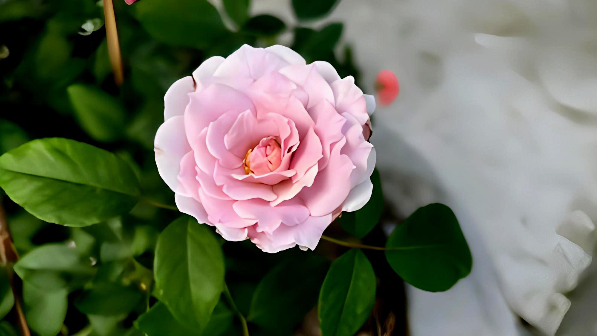 蜻蜓》月季花:美丽优雅的代名词 月季花,美丽又耐寒,品种繁多,色彩