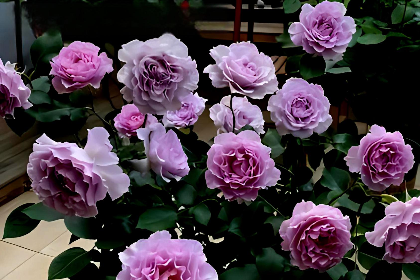 蜻蜓》月季花:美丽优雅的代名词 月季花,美丽又耐寒,品种繁多,色彩