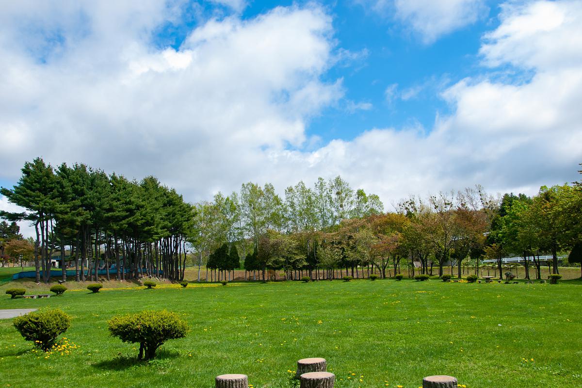 崇明森林公园:崇明的绿洲 崇明森林公园是上海市民及游客的周末放松