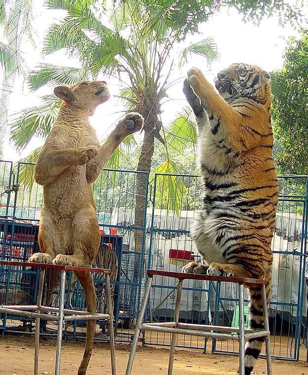 常德动物园攻略:探秘湖南省的动物王国 常德动物园是湖南省的动物王国