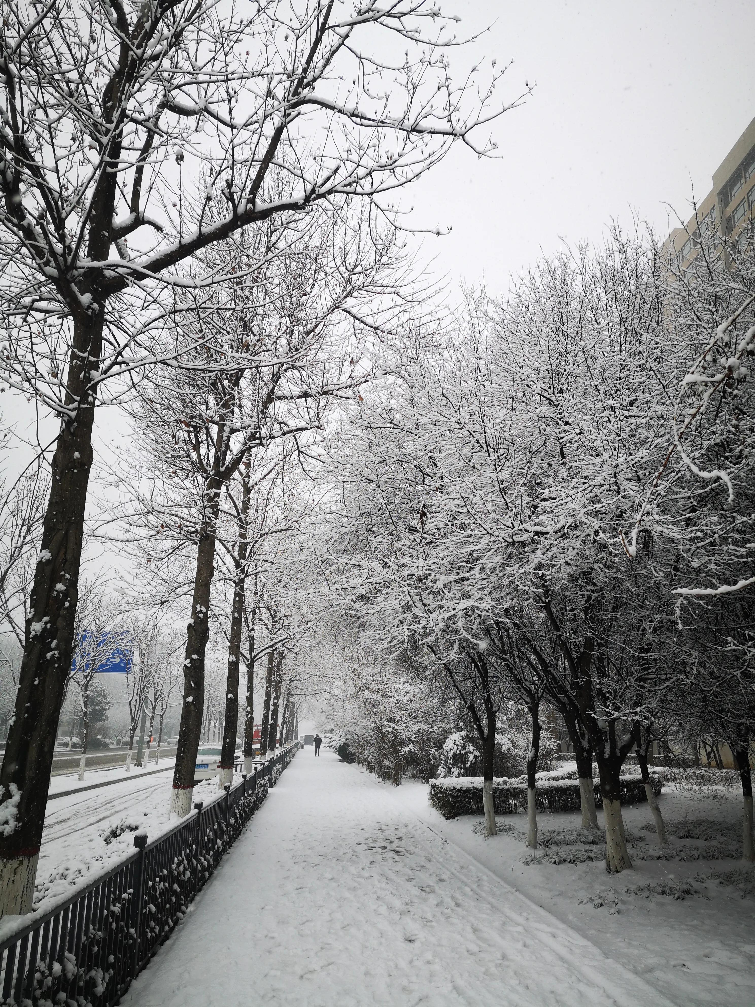 西安的雪,如同梦中的仙境,悄然而至.