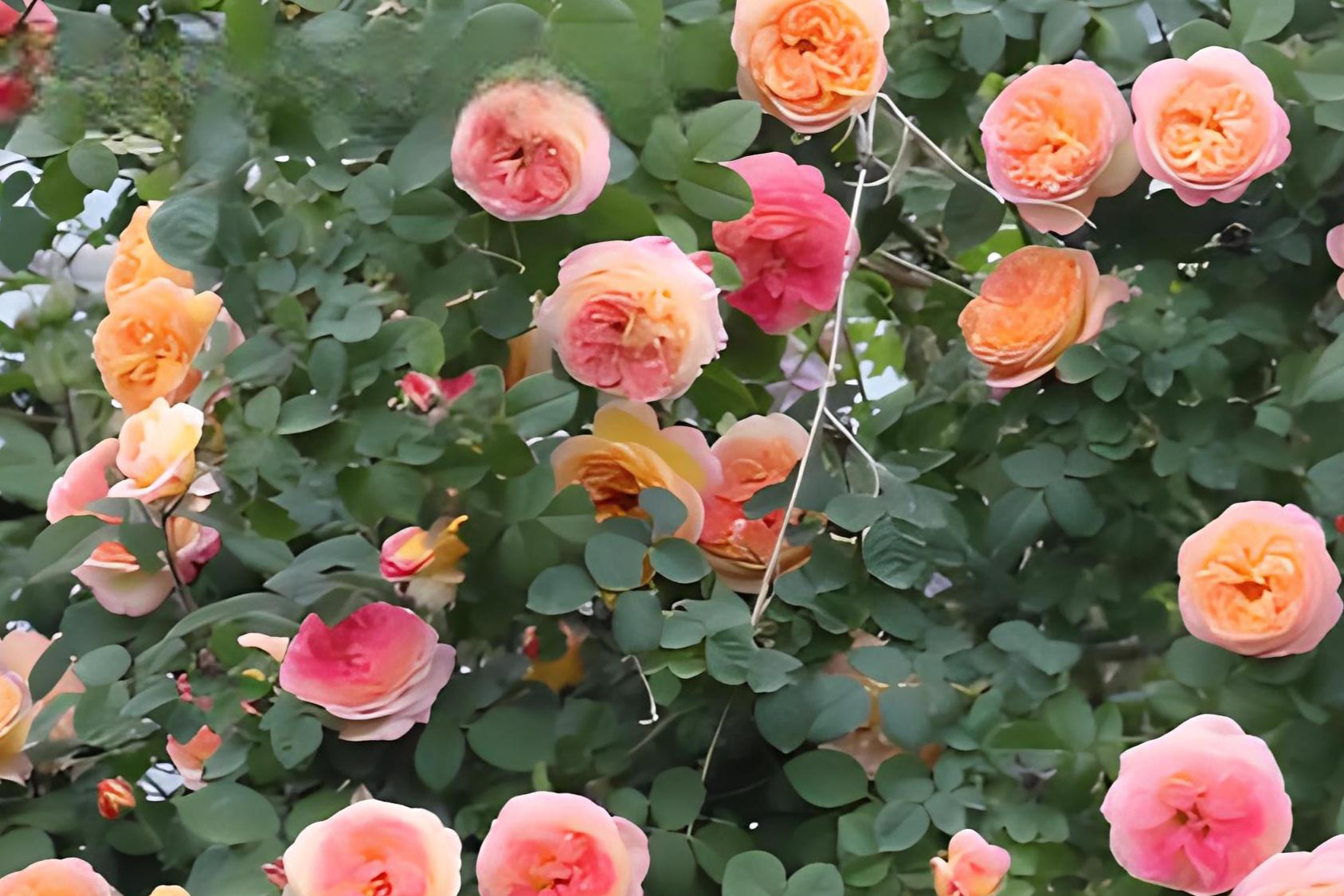 詹森月季:源自丹麦的传奇 詹森月季源自丹麦,历史悠久,可追溯至20世纪