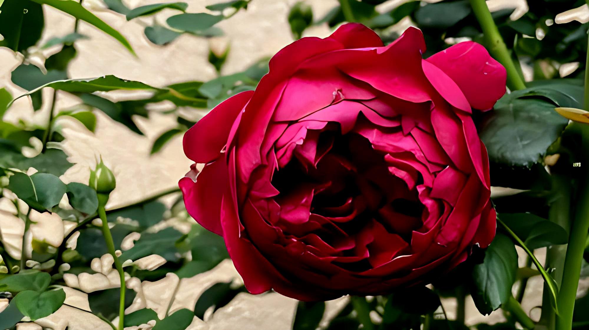 秋日胭脂:令人迷醉的月季花品种