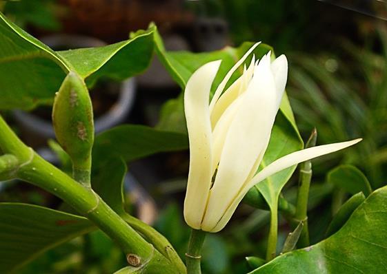 白兰花:夏日里的清新香气守护者 白兰花是夏日里最清新的香气之一,它