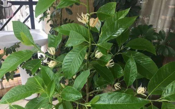 白兰花:夏日里的清新香气守护者 白兰花是夏日里最清新的香气之一,它