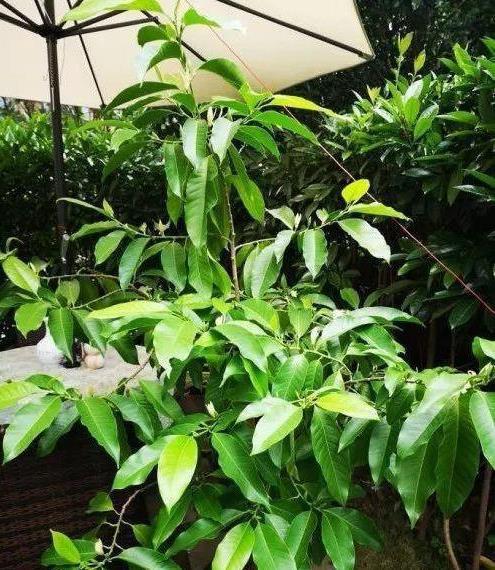 白兰花:夏日里的清新香气守护者 白兰花是夏日里最清新的香气之一,它