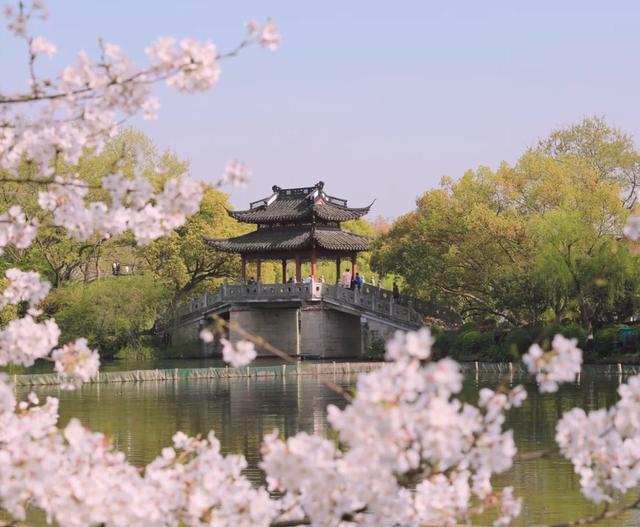 但若你渴望寻找一份别样的静谧,曲院风荷这个小众景点会让你惊艳