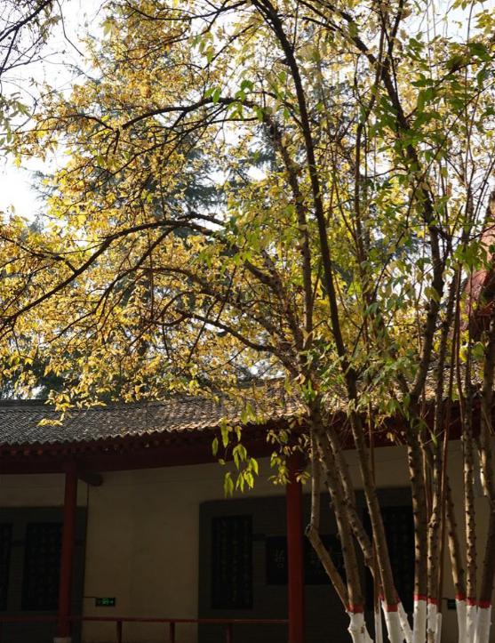 西安城南的美丽秘境:杜公祠 在西安城南,有一处被低估的美丽秘境,那就