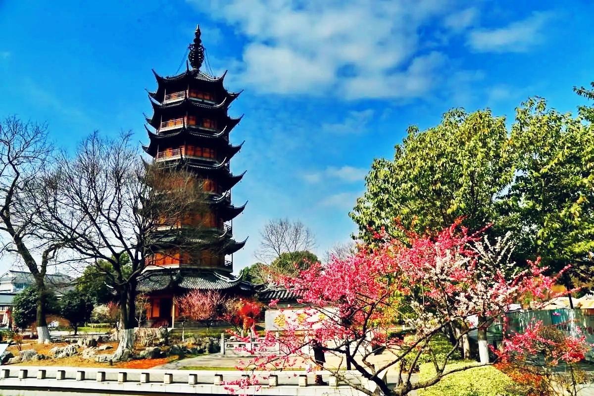 常州红梅公园:江南仙境 春风拂面,红梅盛开,常州红梅公园邀您共赏江南