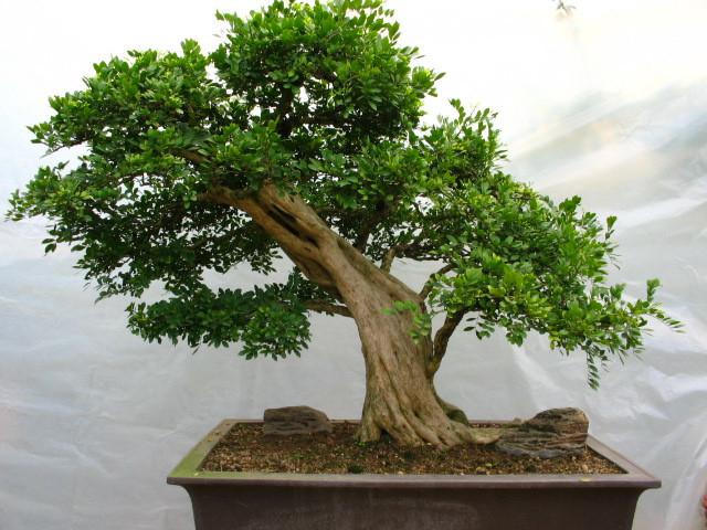 九里香:芬芳悠长的美丽植物 九里香,又名石辣椒,九秋香,七里香,千里香