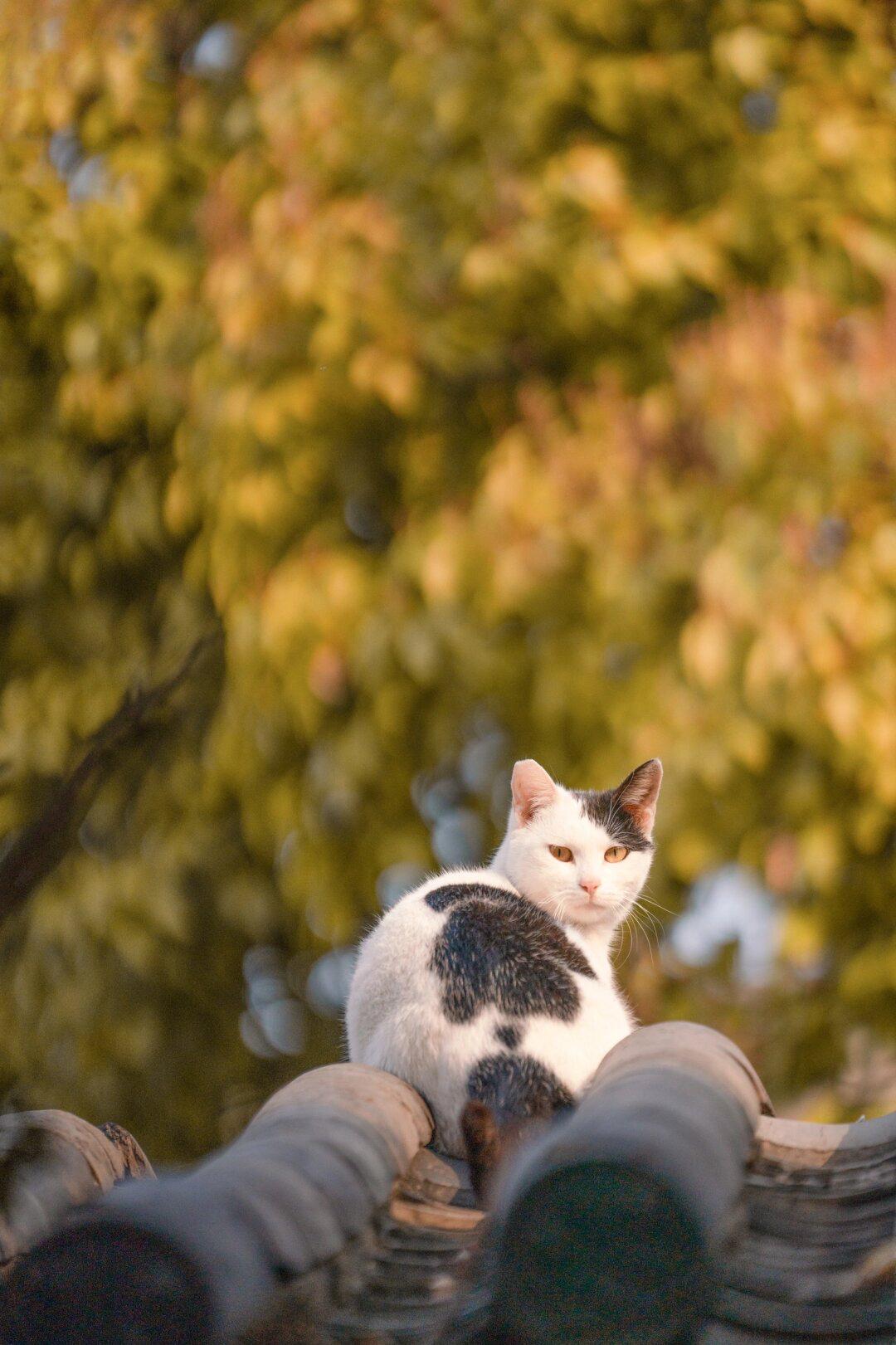 屋顶上有小猫梁咏琪图片