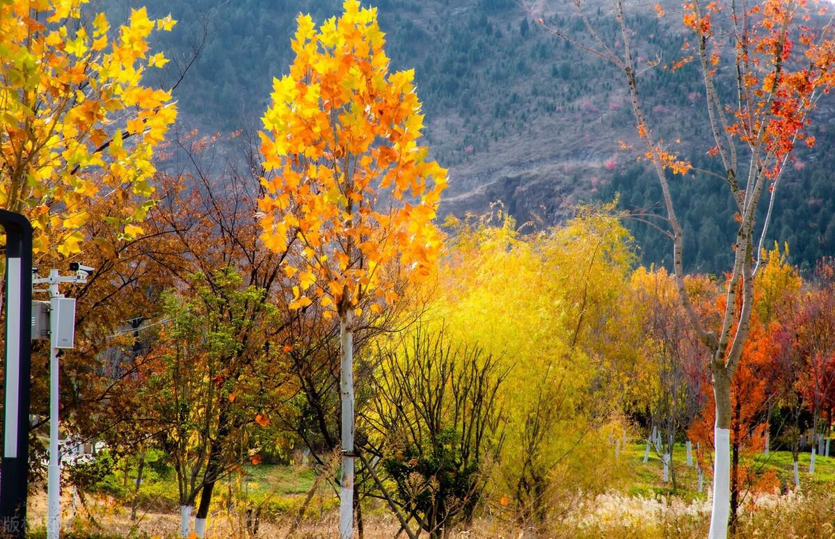 冬日萧县植物园:五彩斑斓的大自.@照顾小派蒙的动态