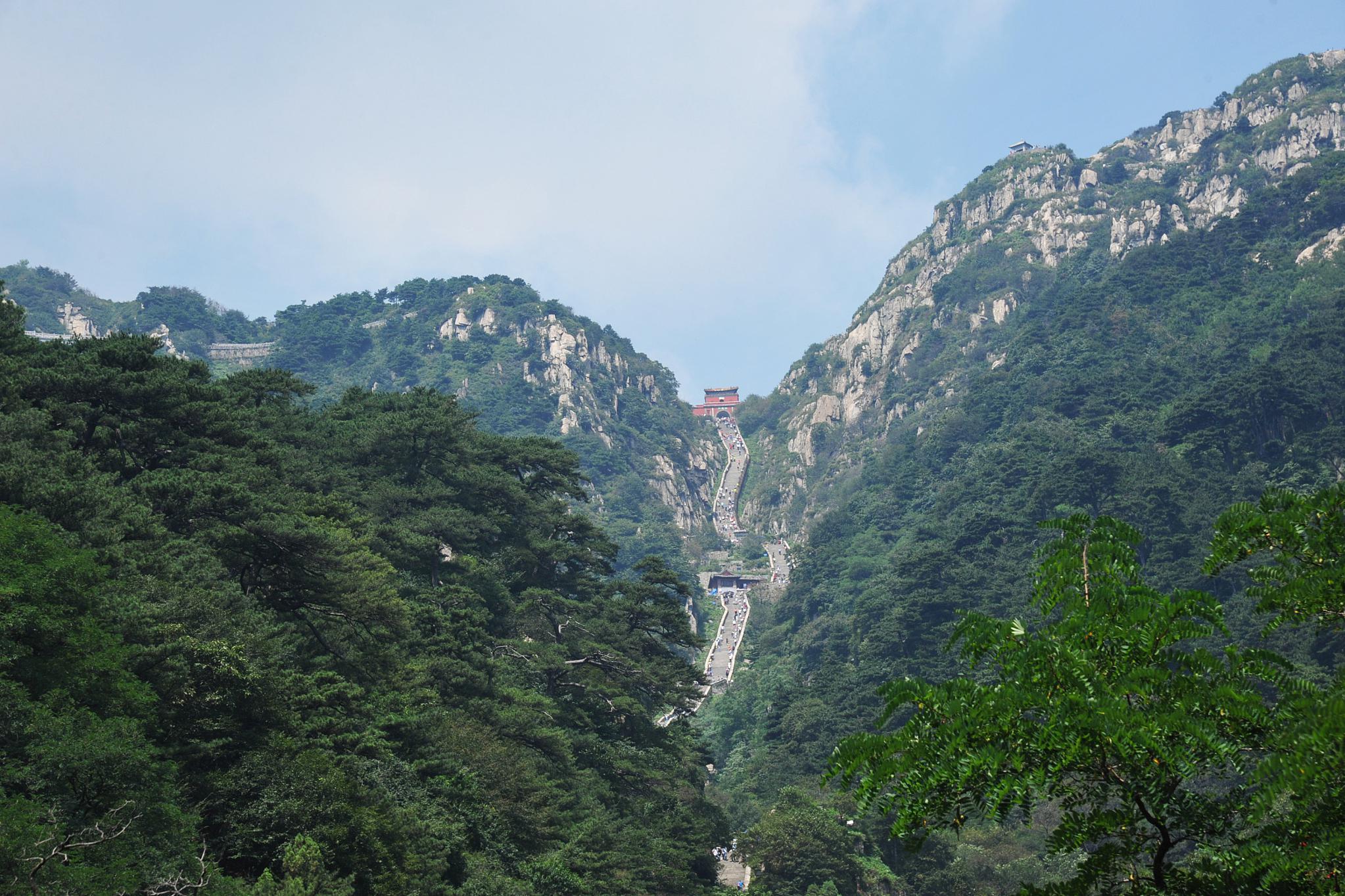 森林之王泰山图片