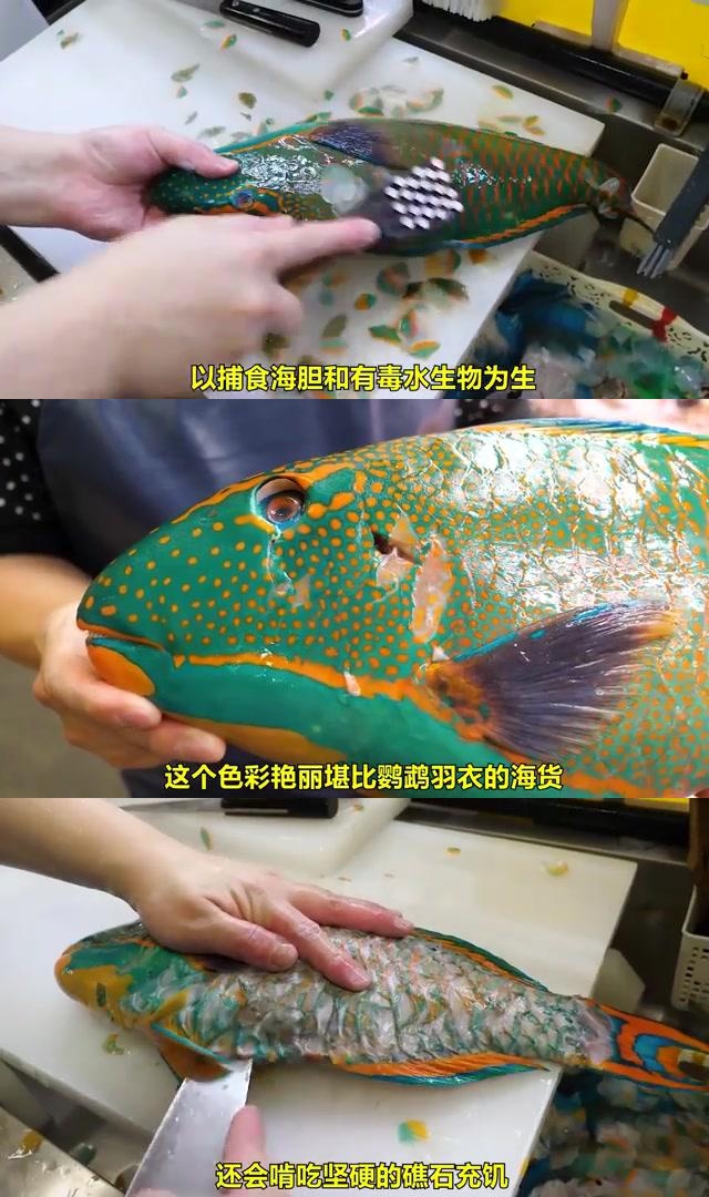 鹦鹉鱼:深海珊瑚礁下的高贵美貌 鹦鹉鱼,绚丽多彩,犹如鹦鹉羽衣,令人